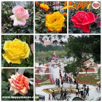 浪漫玫瑰園 - 冬季花展